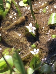 Micranthemum umbrosum