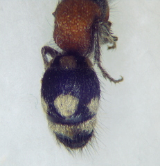 Ronisia brutia