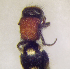 Ronisia brutia