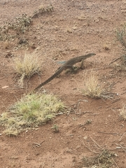 Varanus panoptes rubidus