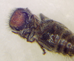 Ronisia brutia