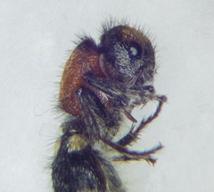 Ronisia brutia