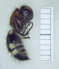 Ronisia brutia