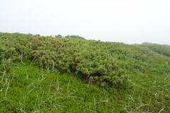 Pinus pumila
