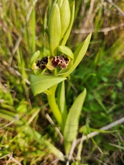 Ophrys umbilicata
