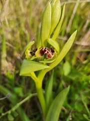 Ophrys umbilicata