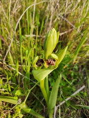 Ophrys umbilicata