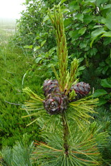 Pinus pumila