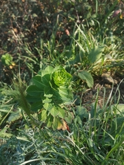 Euphorbia helioscopia