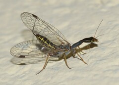 Raphidia