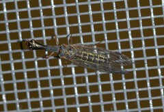 Raphidia
