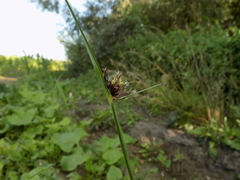 Bolboschoenus planiculmis