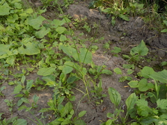 Bolboschoenus planiculmis