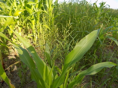 Panicum miliaceum ruderale