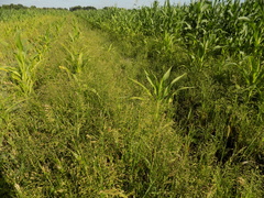 Panicum miliaceum ruderale