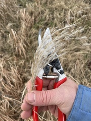 Miscanthus sacchariflorus