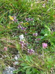 Thymus praecox britannicus