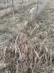 Miscanthus sacchariflorus