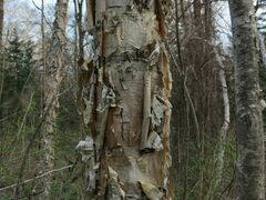 Betula costata