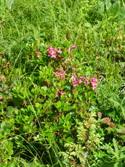 Rhododendron hirsutum
