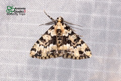 Prochasma dentilinea