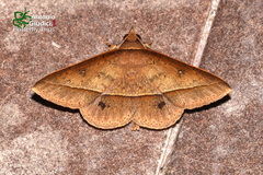 Tochara olivacea