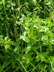 Epilobium alpestre