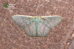 Orothalassodes leucoceraea