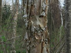 Betula costata
