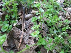 Chrysosplenium ramosum