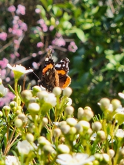 Vanessa atalanta