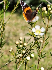 Vanessa atalanta