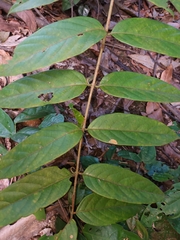 Uncaria lanosa