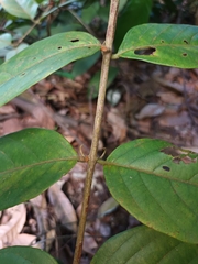 Uncaria lanosa
