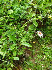 Erigeron uniflorus