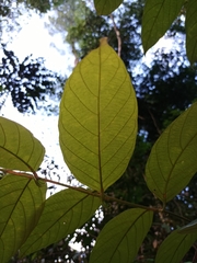 Uncaria lanosa