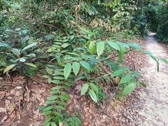 Uncaria lanosa
