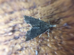Diplopseustis perieresalis