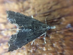 Diplopseustis perieresalis