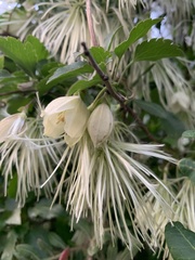 Clematis cirrhosa