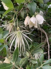 Clematis cirrhosa