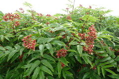 Sorbus sambucifolia