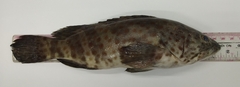 Epinephelus coioides