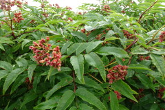 Sorbus sambucifolia