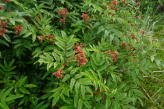 Sorbus sambucifolia