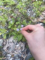 Praxelis clematidea