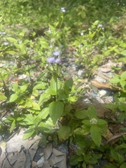 Praxelis clematidea