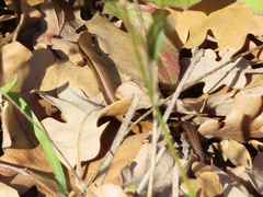 Ablepharus kitaibelii