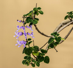 Plectranthus ernstii