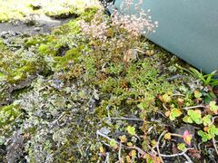 Sedum
